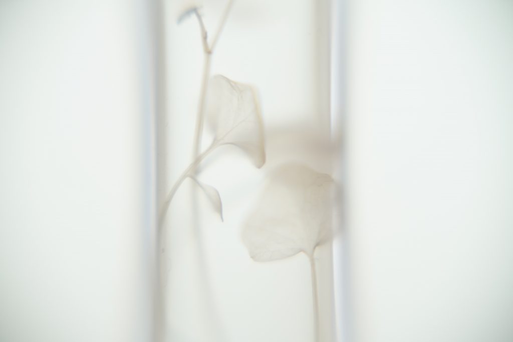 Anais-Karenin: Mediate Plants