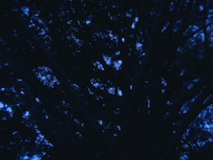 牧野貴《The Intimate Stars》(デジタルリマスター版) MAKINO Takashi, <i>The Intimate Stars</i> (digital remastered version)