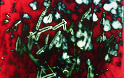 作品図版/画像