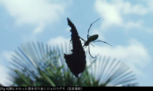 網にかかった葉を切り抜くジョロウグモ（話者撮影）