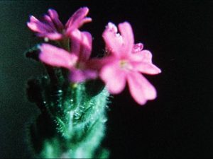 マリー・メンケン《Glimpses of the Garden》 Marie MENKEN, <em>Glimpses of the Garden</em>