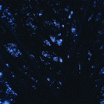 牧野貴《The Intimate Stars》 MAKINO Takashi, <i> The Intimate Stars</i>