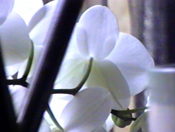 《Rollostraat 18》 <i>Rollostraat 18</i>